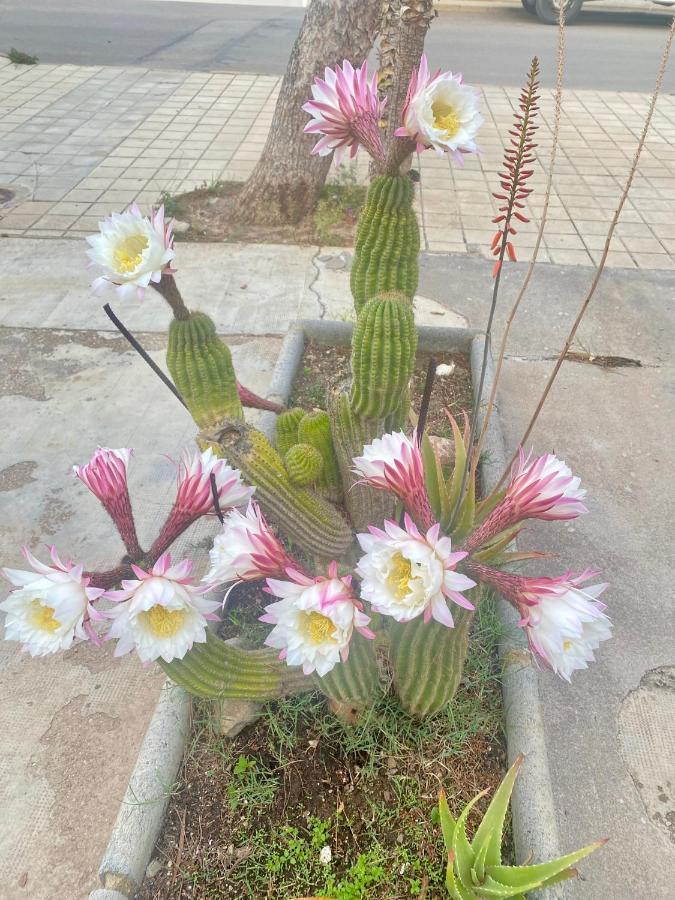 Casa Merche 산 호세 외부 사진